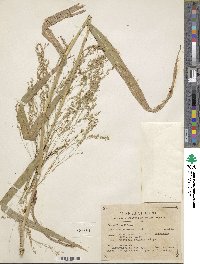 Panicum hirticaule image