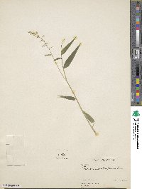 Ocellochloa stolonifera image