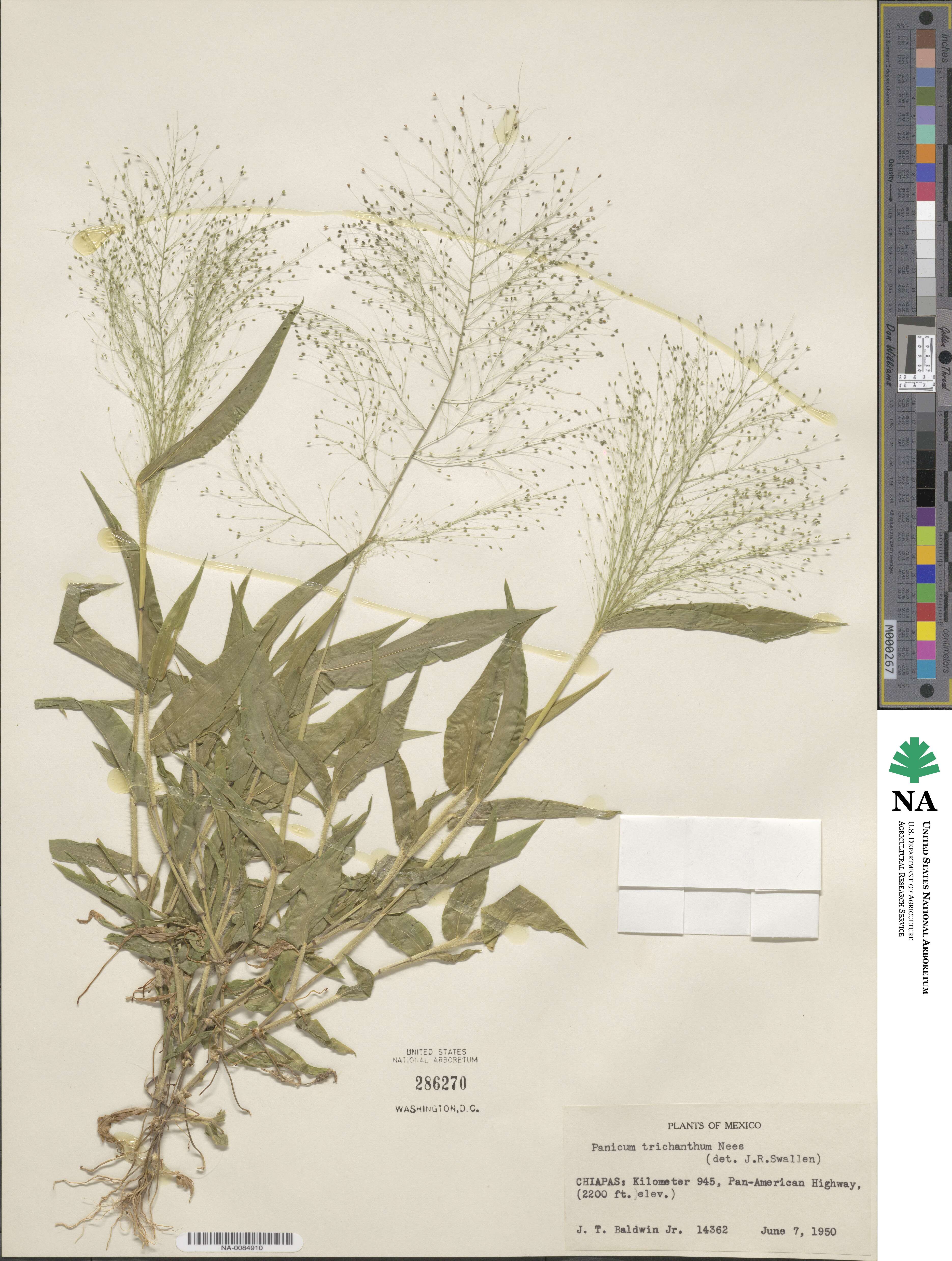 Panicum trichanthum image