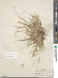 Dichanthelium laxiflorum image