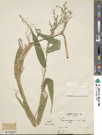 Acroceras zizanioides image