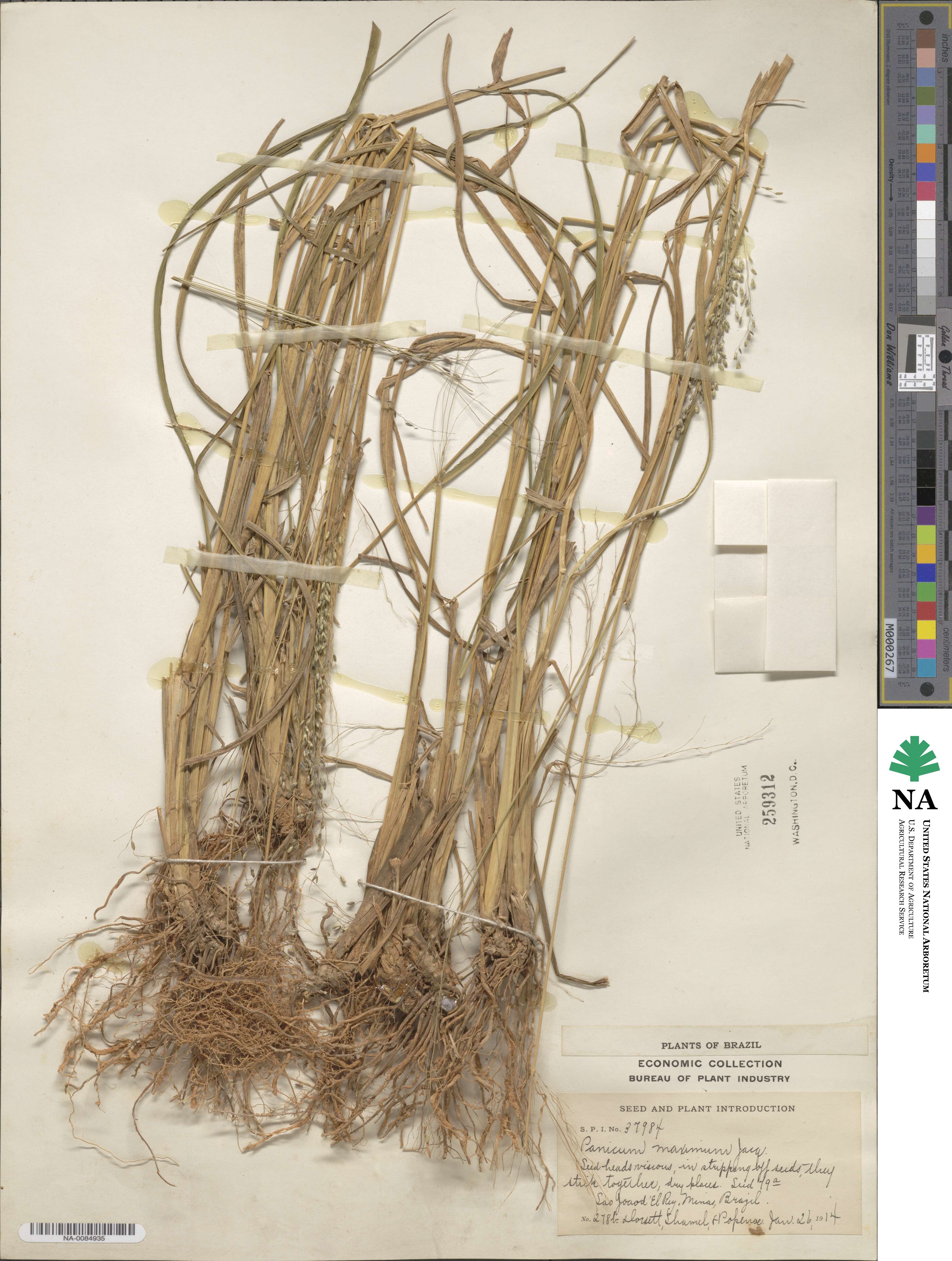 Megathyrsus maximus image