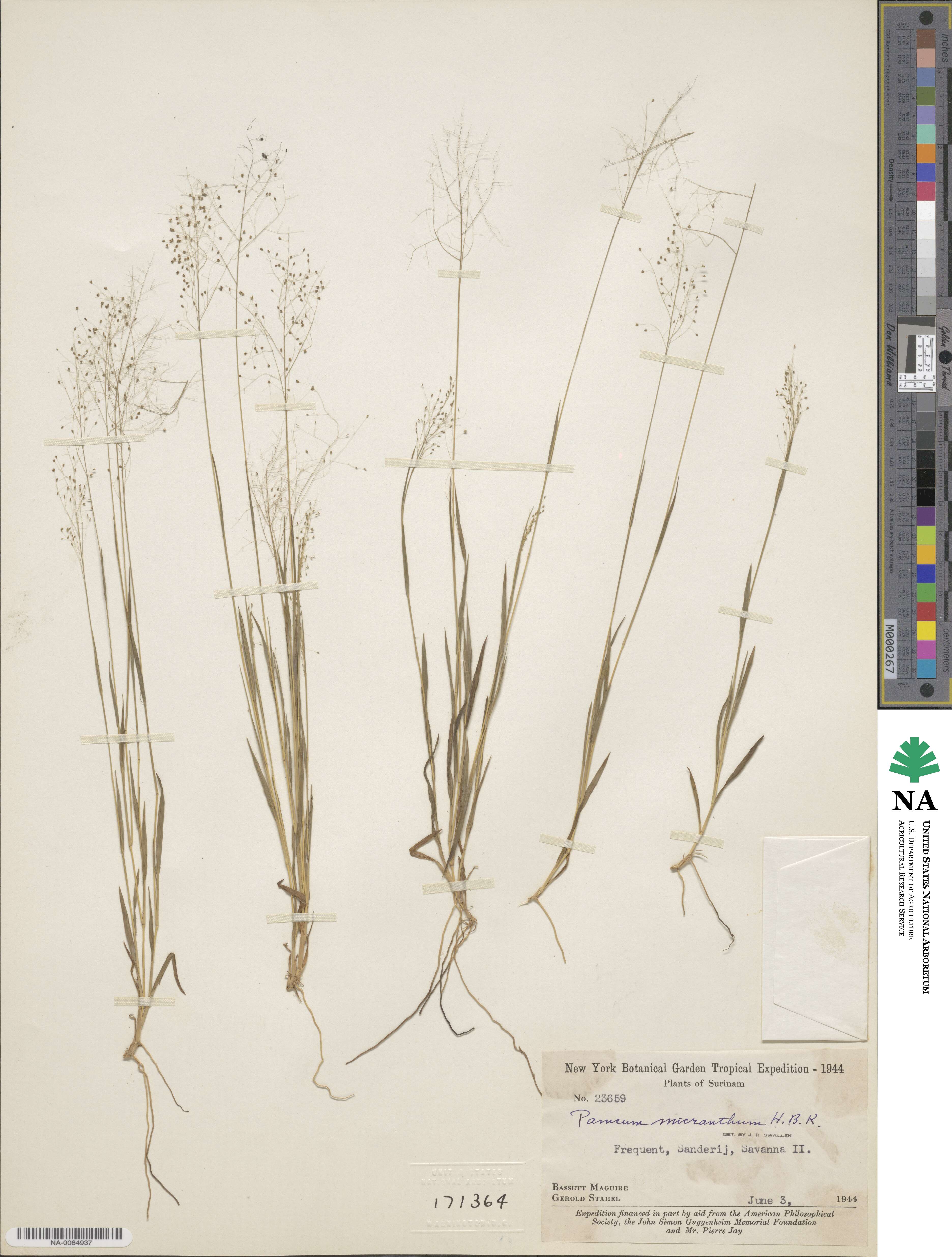 Panicum micranthum image