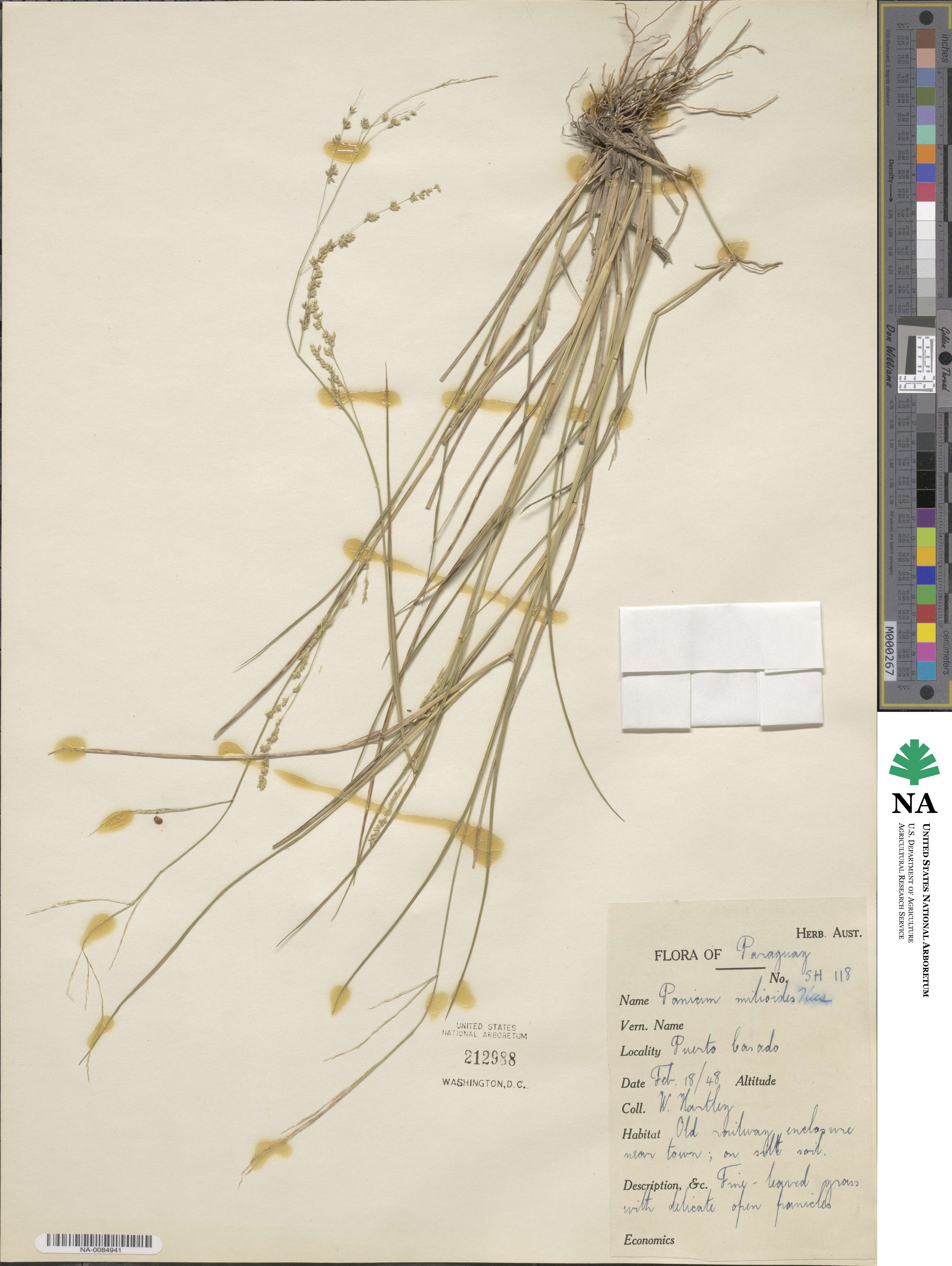 Steinchisma hians image