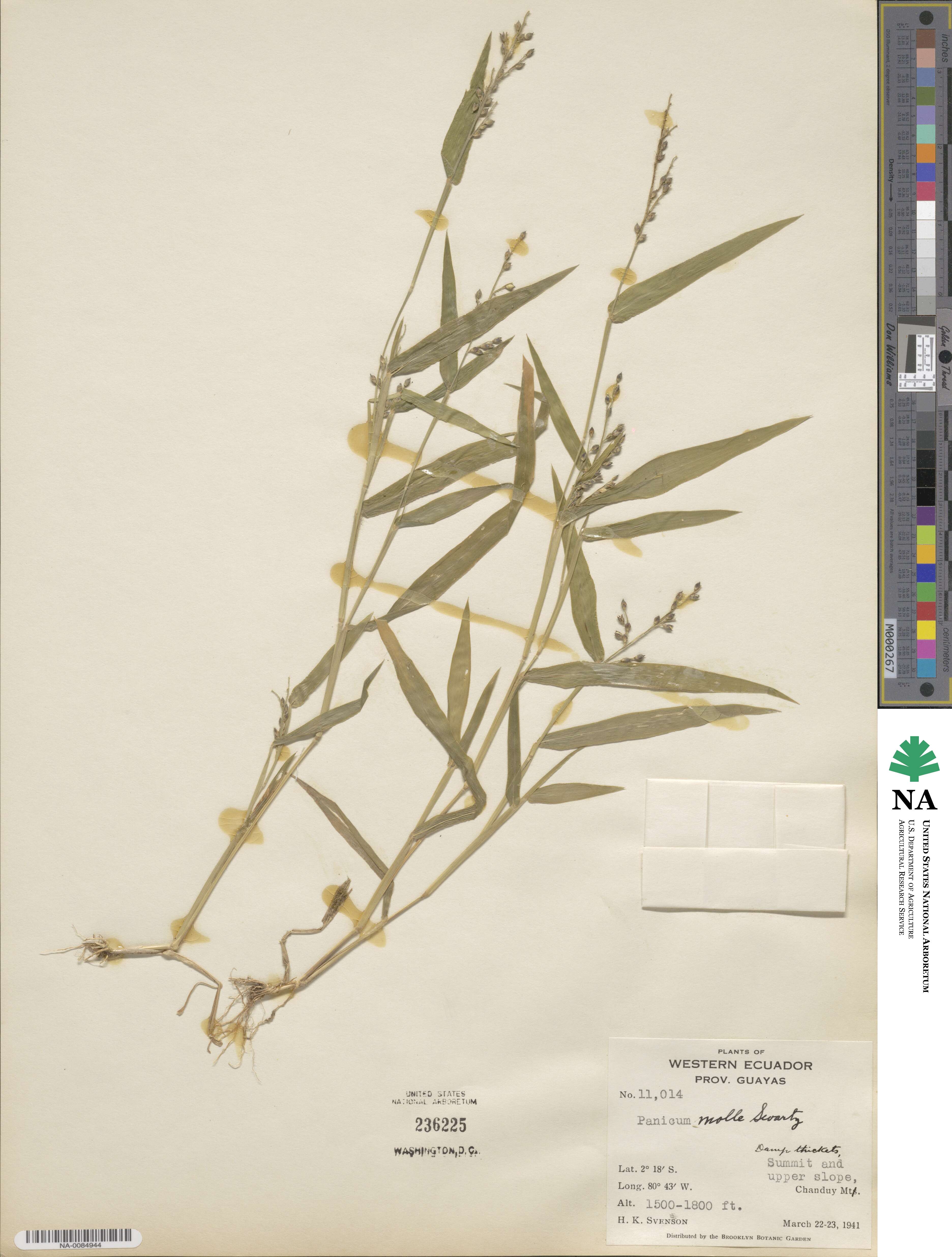 Urochloa image