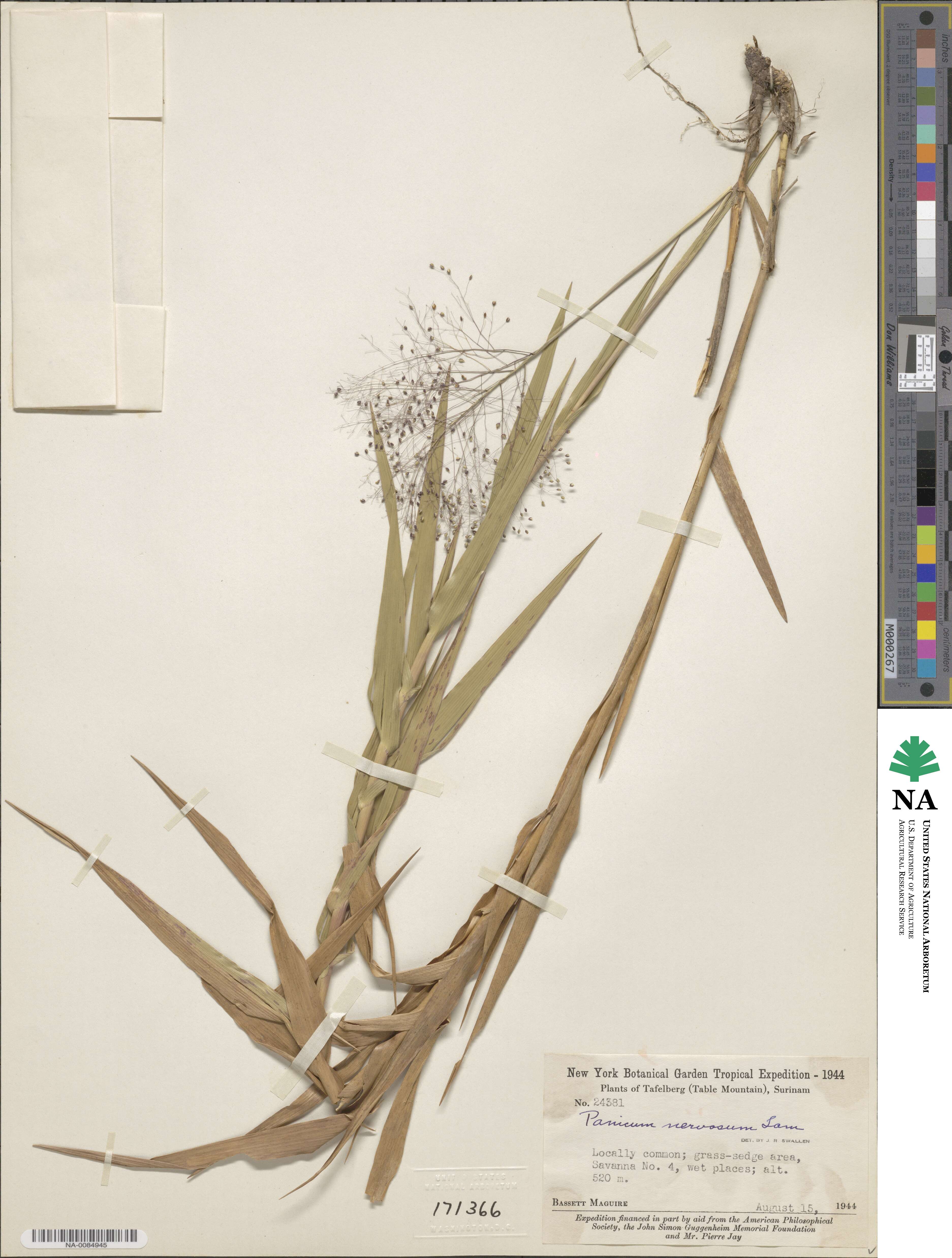 Panicum nervosum image