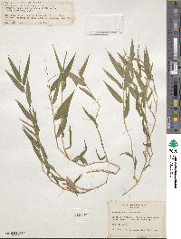 Parodiophyllochloa pantricha image