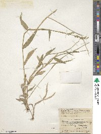 Image of Urochloa paucispicata