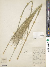 Panicum bergii image