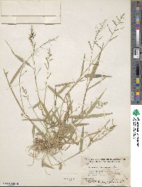 Panicum pilosum image