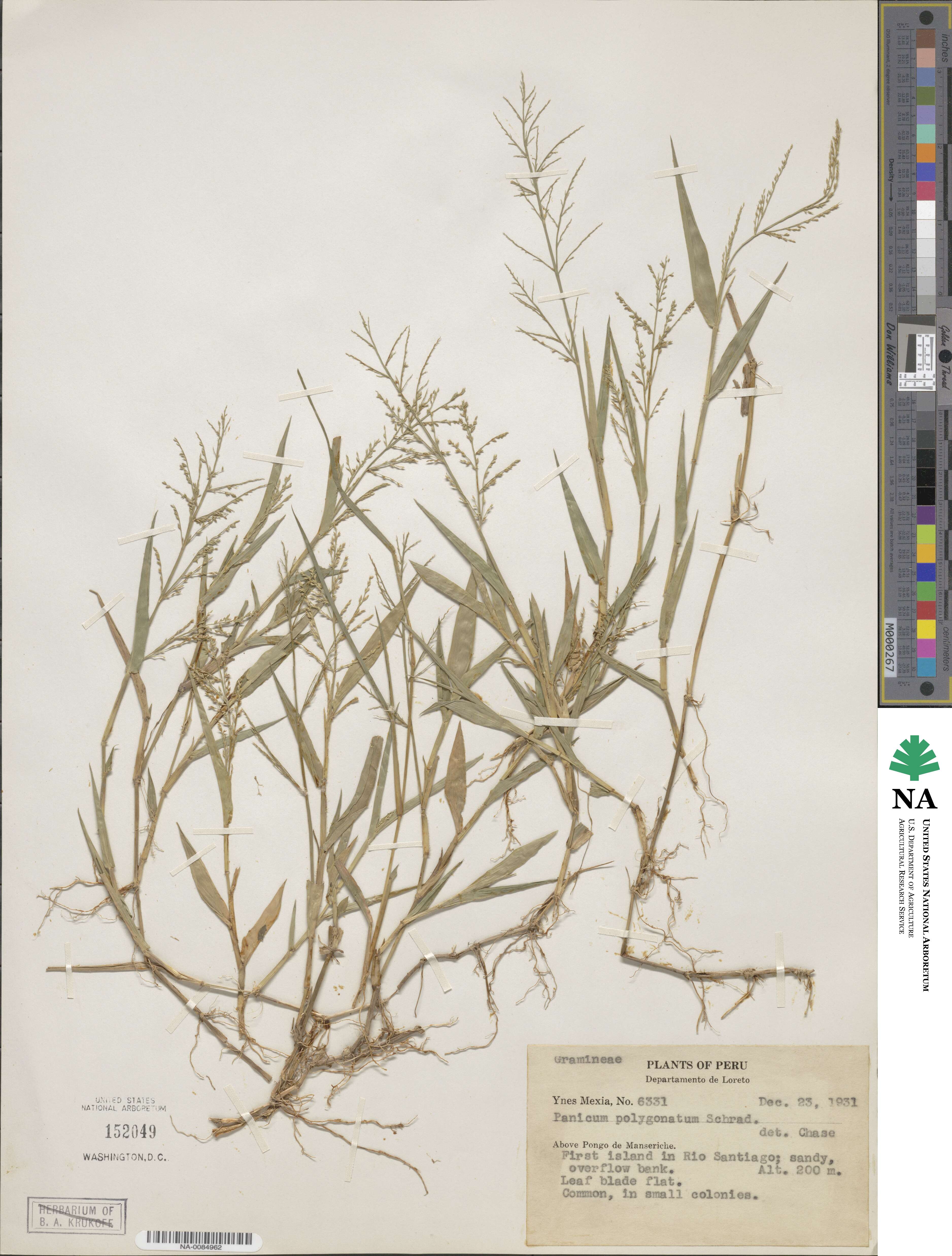 Rugoloa polygonata image
