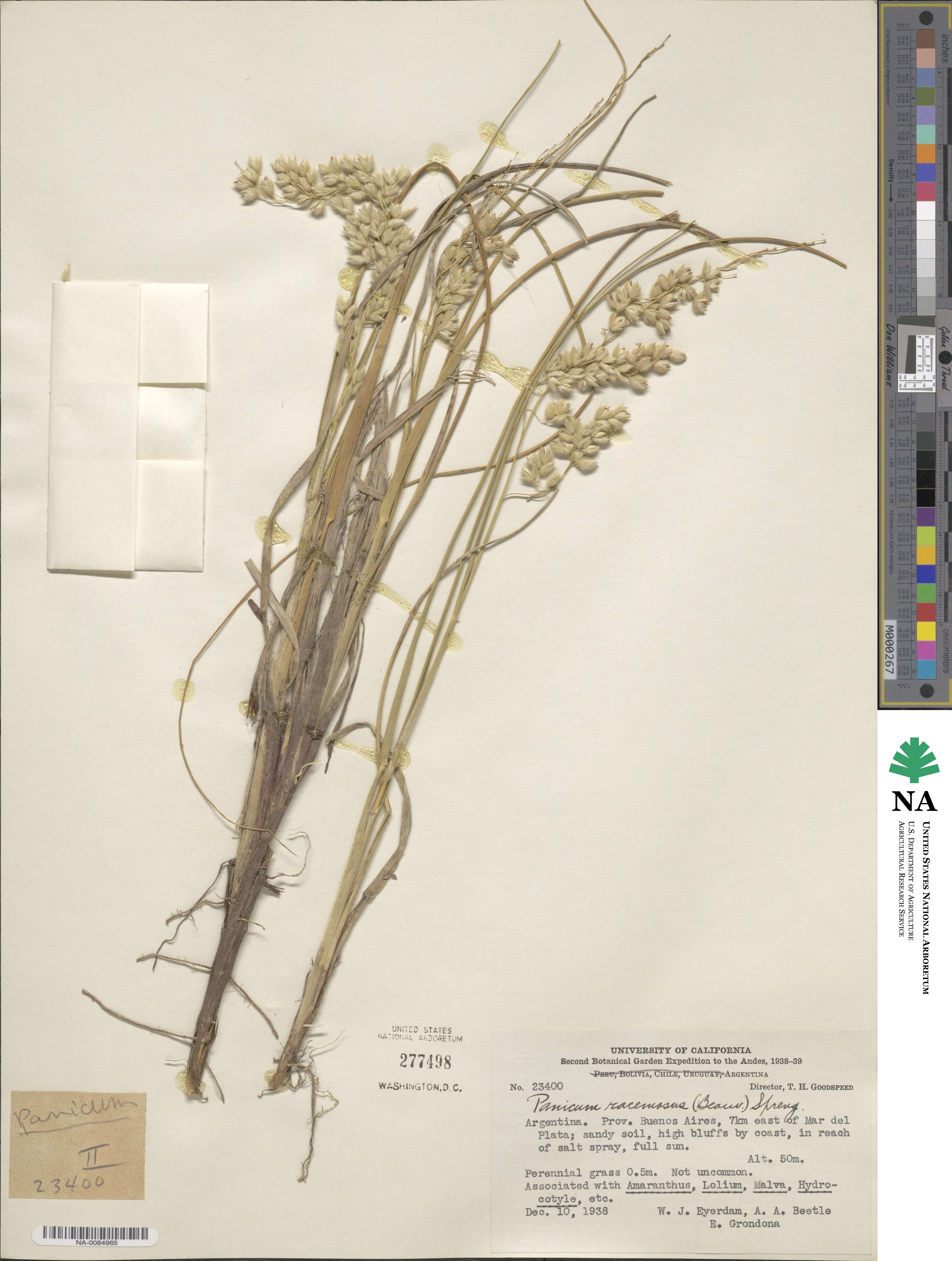 Panicum racemosum image