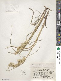 Panicum racemosum image