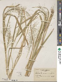 Panicum rudgei image