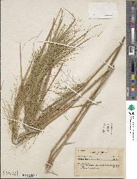 Panicum rudgei image