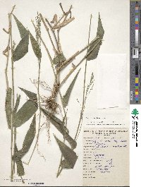 Panicum sellowii image