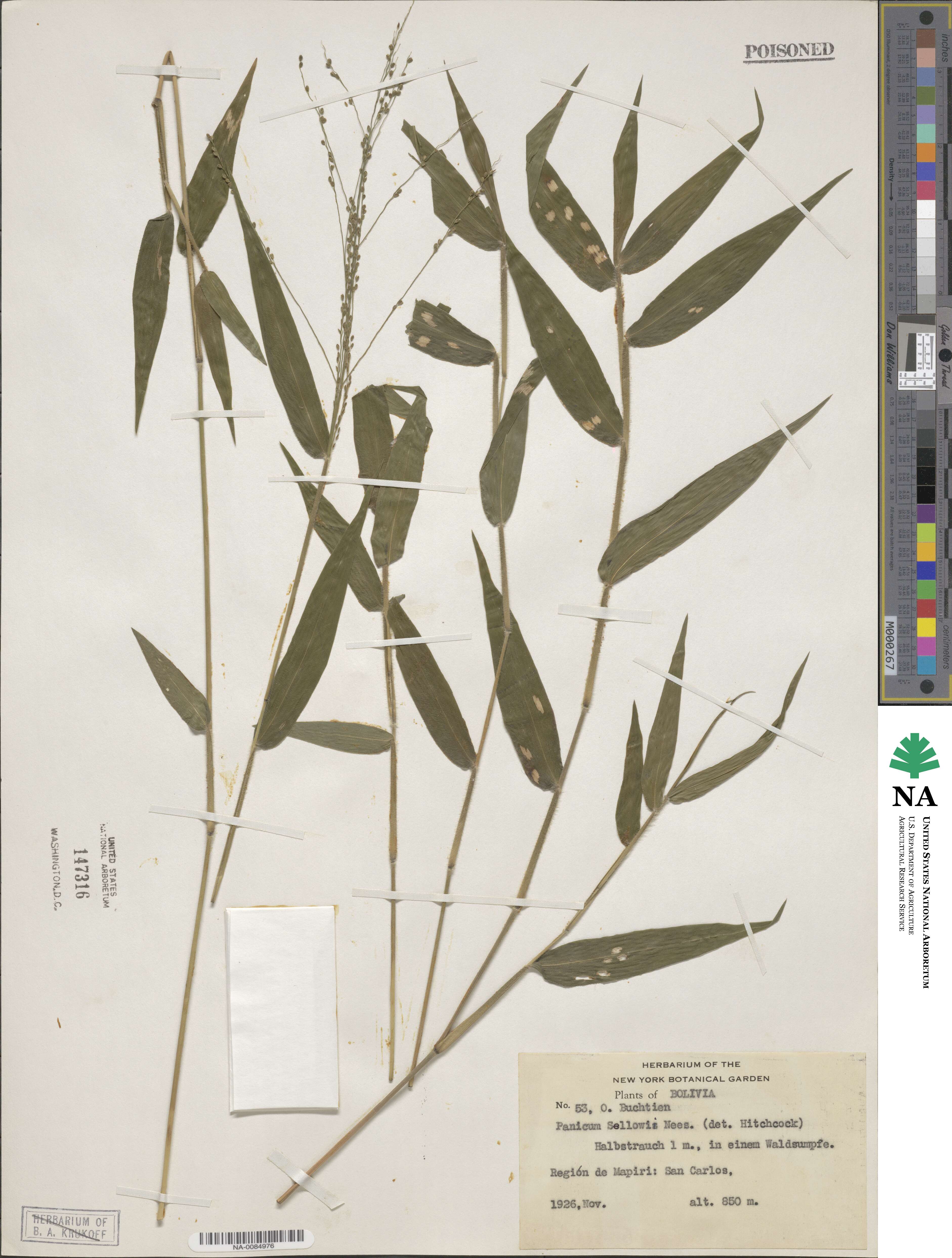 Panicum sellowii image