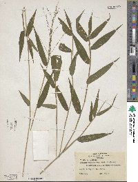 Panicum sellowii image