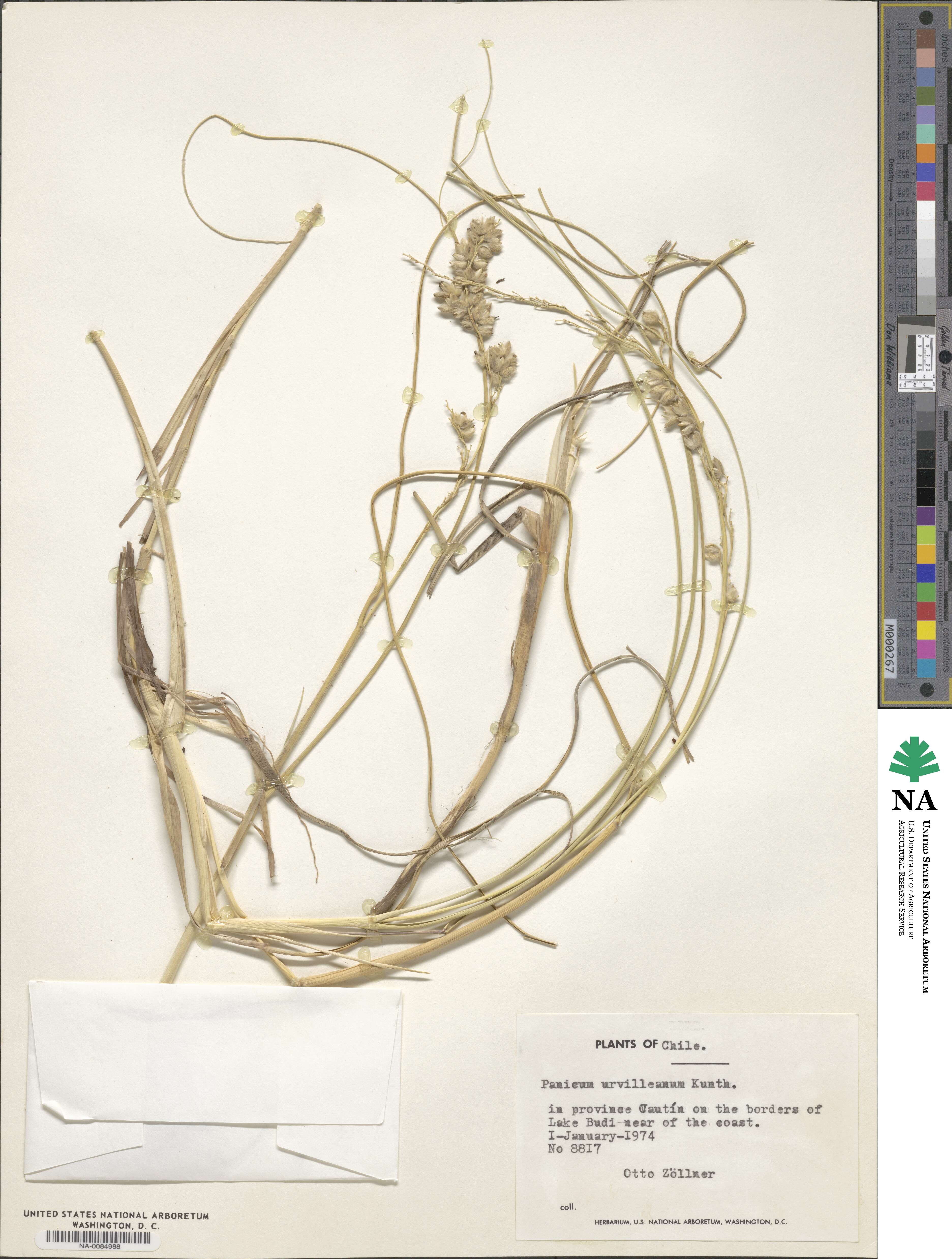 Panicum urvilleanum image