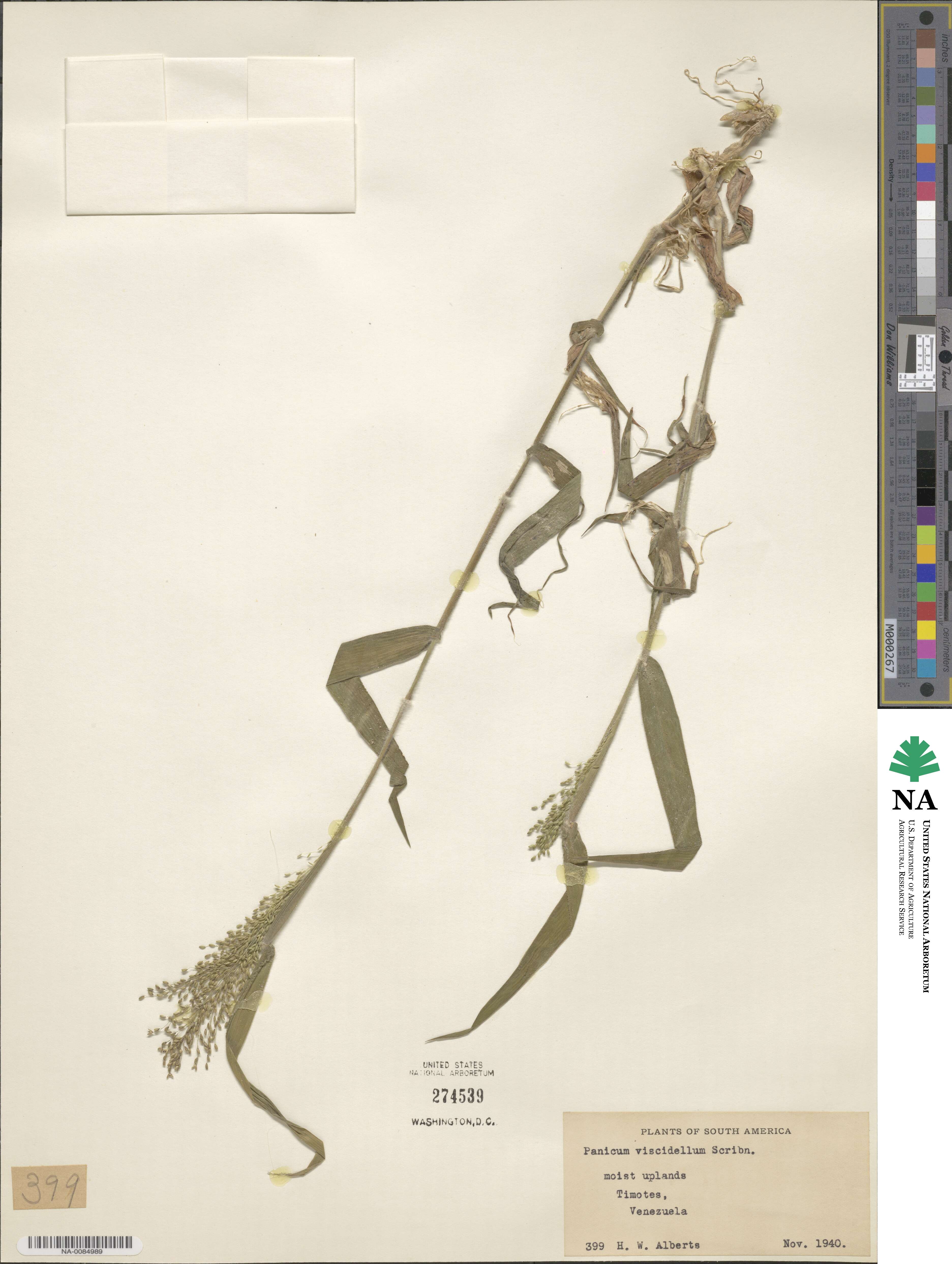 Dichanthelium viscidellum image