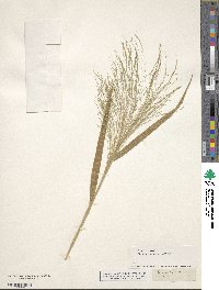 Panicum capillare image