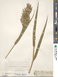 Panicum miliaceum image