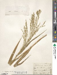 Panicum miliaceum image