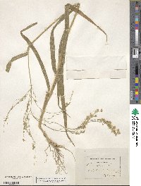 Panicum miliaceum image