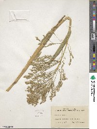 Panicum miliaceum image