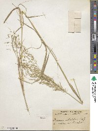 Panicum antidotale image