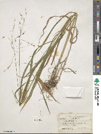 Bromus kalmii image