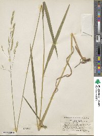 Bromus kalmii image