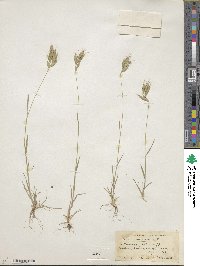 Bromus racemosus image