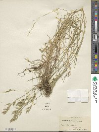 Bromus racemosus image