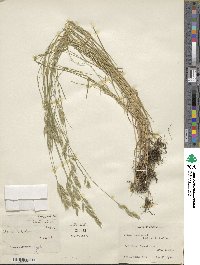 Bromus racemosus image