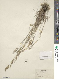 Bromus racemosus image