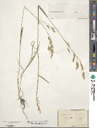 Bromus racemosus image