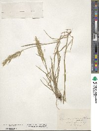 Bromus racemosus image