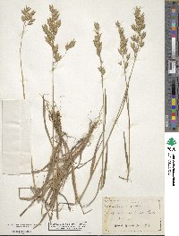 Bromus racemosus image