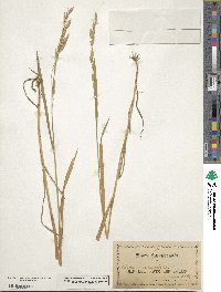 Bromus racemosus image