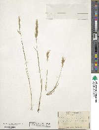 Bromus racemosus image