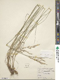 Bromus erectus image