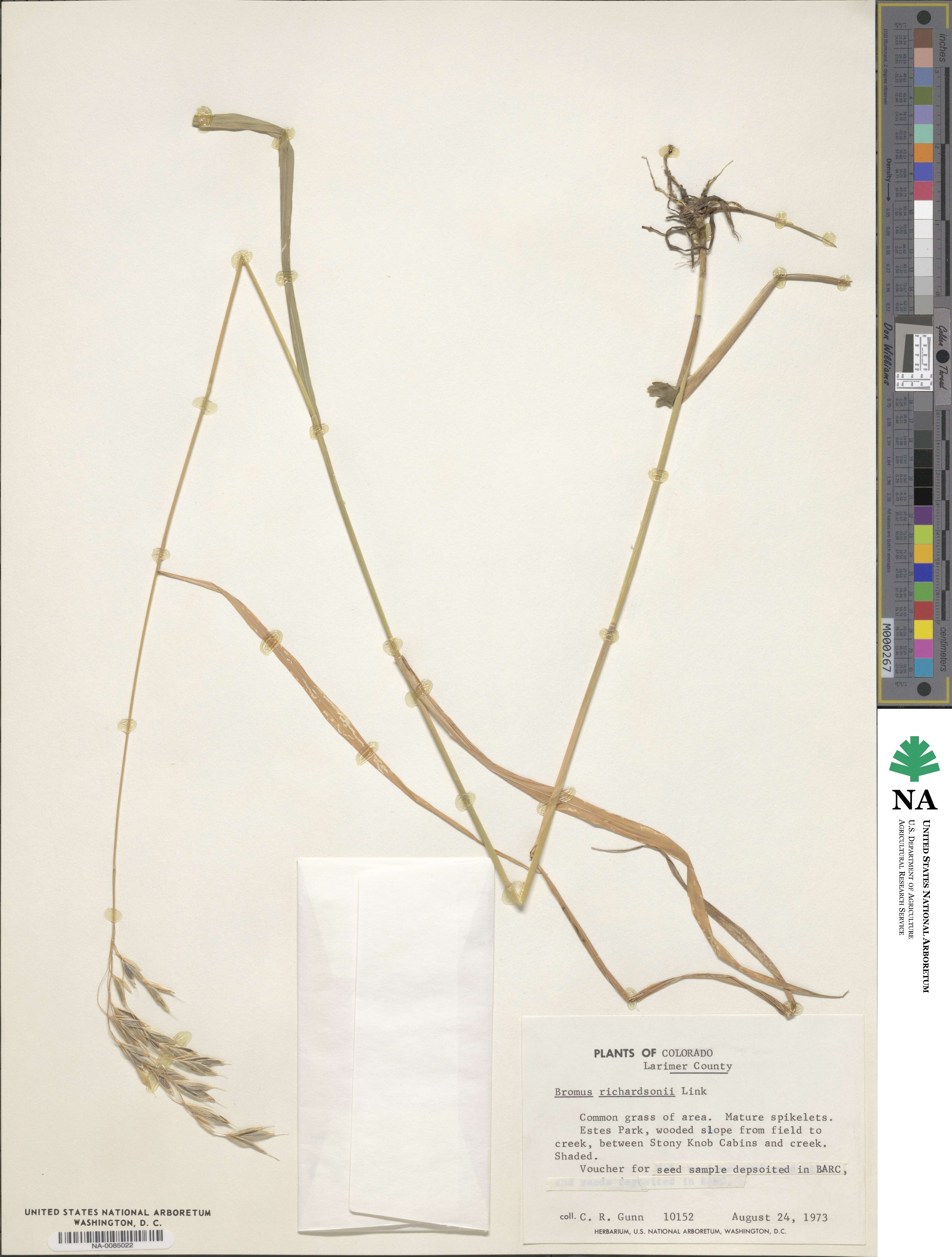 Bromus richardsonii image