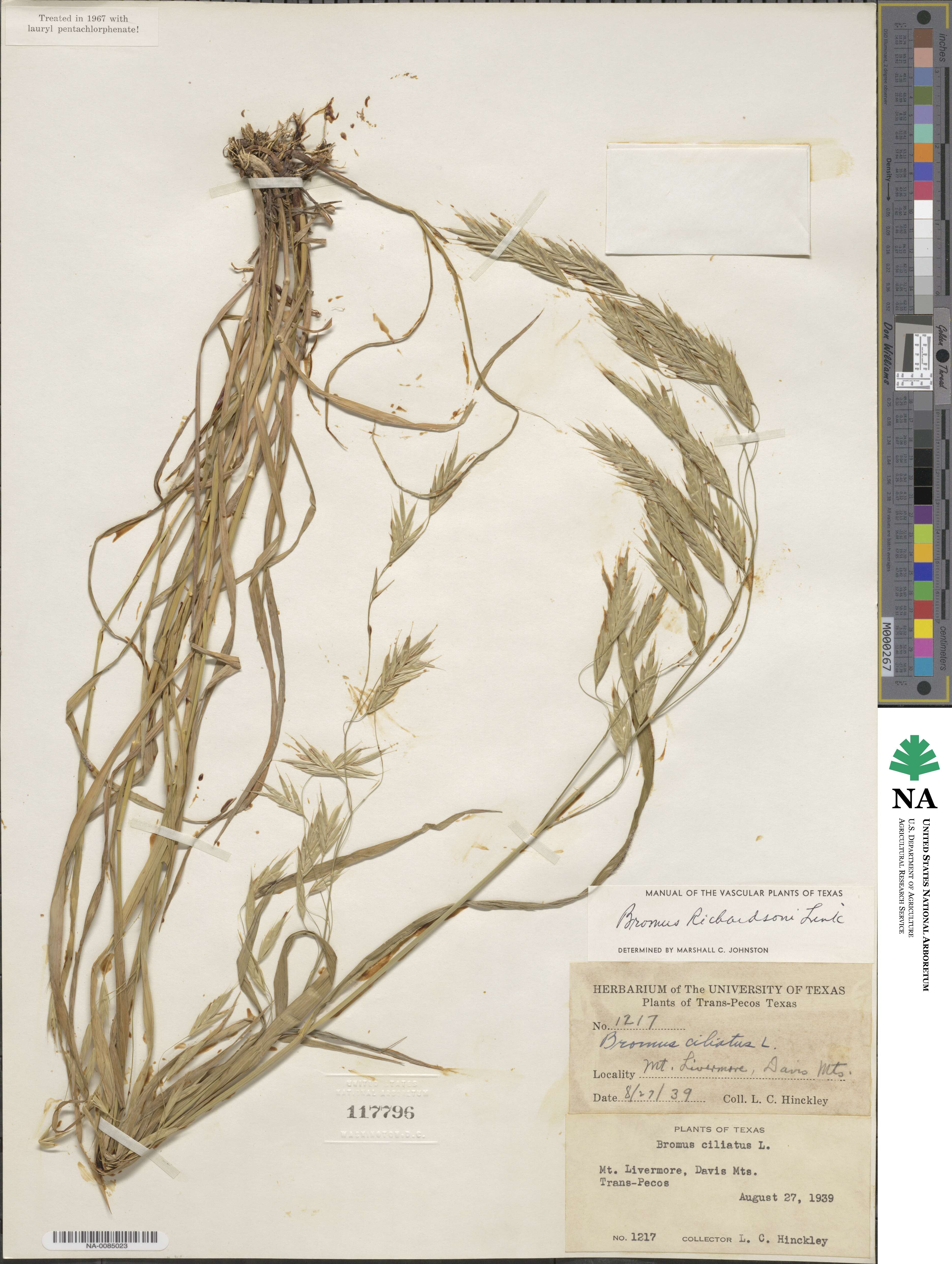 Bromus richardsonii image