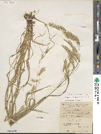 Bromus richardsonii image