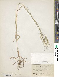 Bromus rigidus image