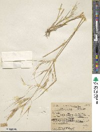 Bromus rigidus image