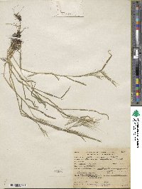 Bromus rigidus image