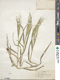 Bromus rigidus image