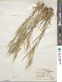 Bromus rigidus image